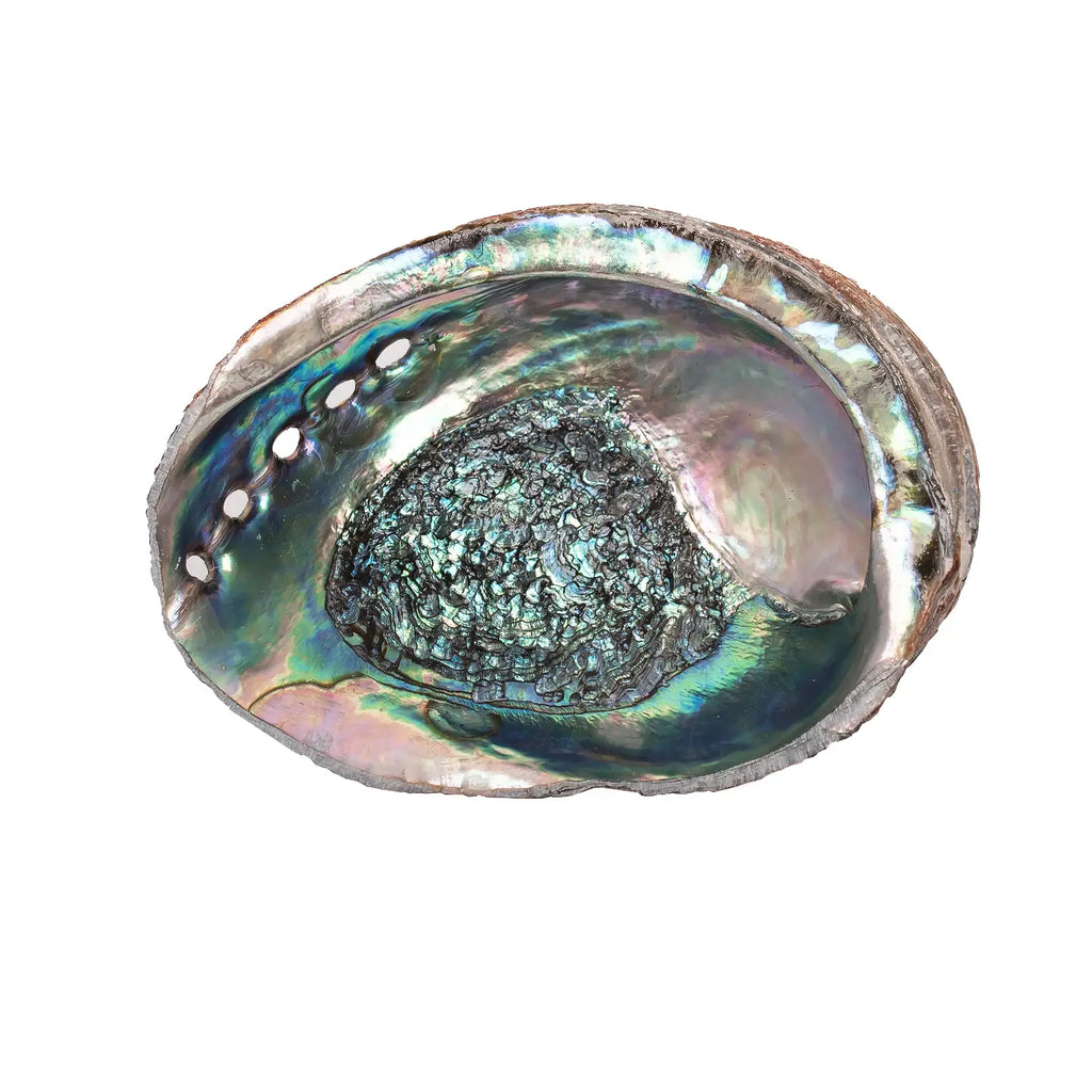 Abalone Shell, 5-6 Inches - Sacred Cleansing Bowl for Ritual Smoke + Intention Work