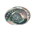Abalone Shell, 5-6 Inches - Sacred Cleansing Bowl for Ritual Smoke + Intention Work