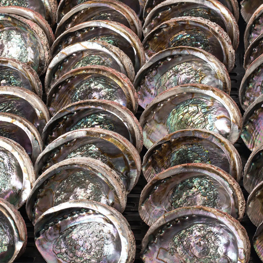 Abalone Shell, 5-6 Inches - Sacred Cleansing Bowl for Ritual Smoke + Intention Work
