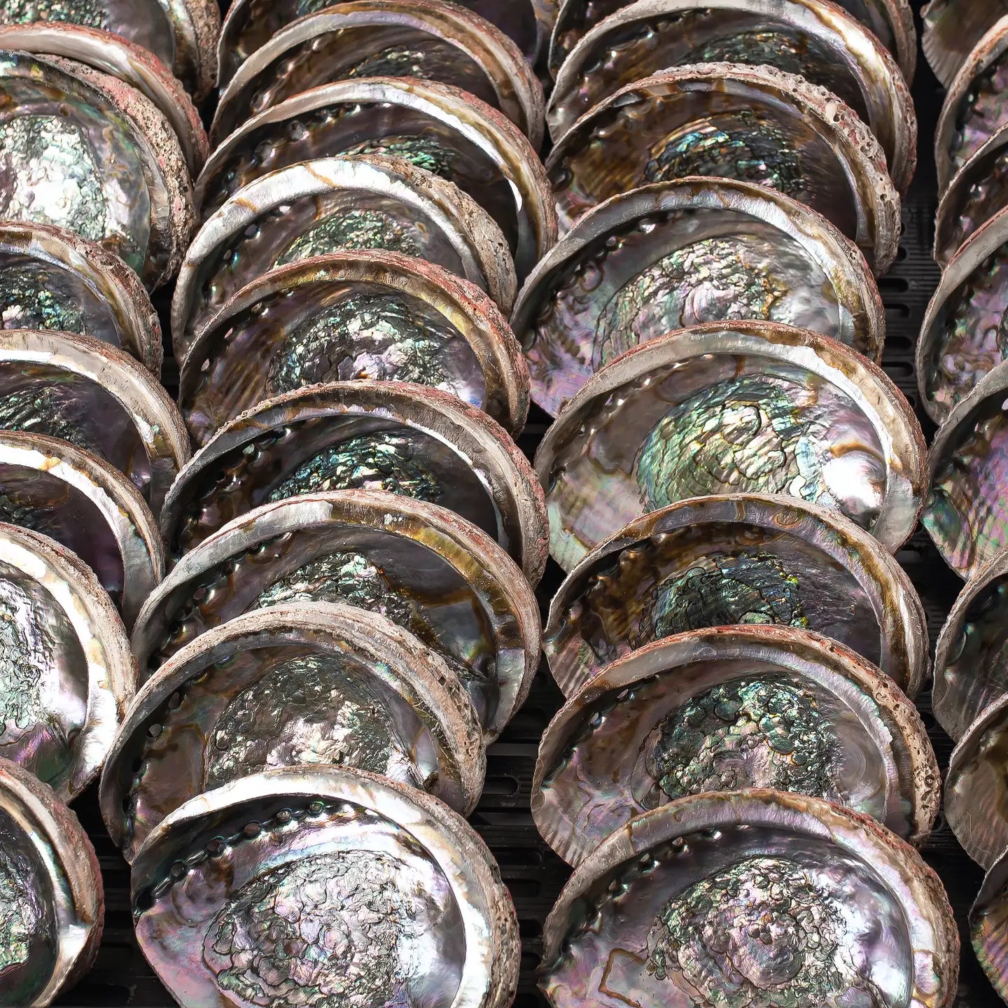 Abalone Shell, 5-6 Inches - Sacred Cleansing Bowl for Ritual Smoke + Intention Work