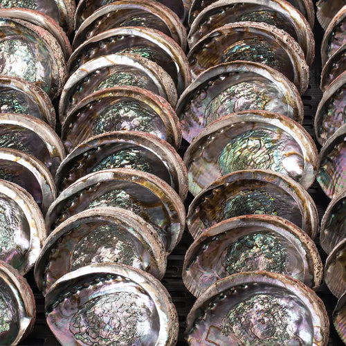 Abalone Shell, 5-6 Inches - Sacred Cleansing Bowl for Ritual Smoke + Intention Work