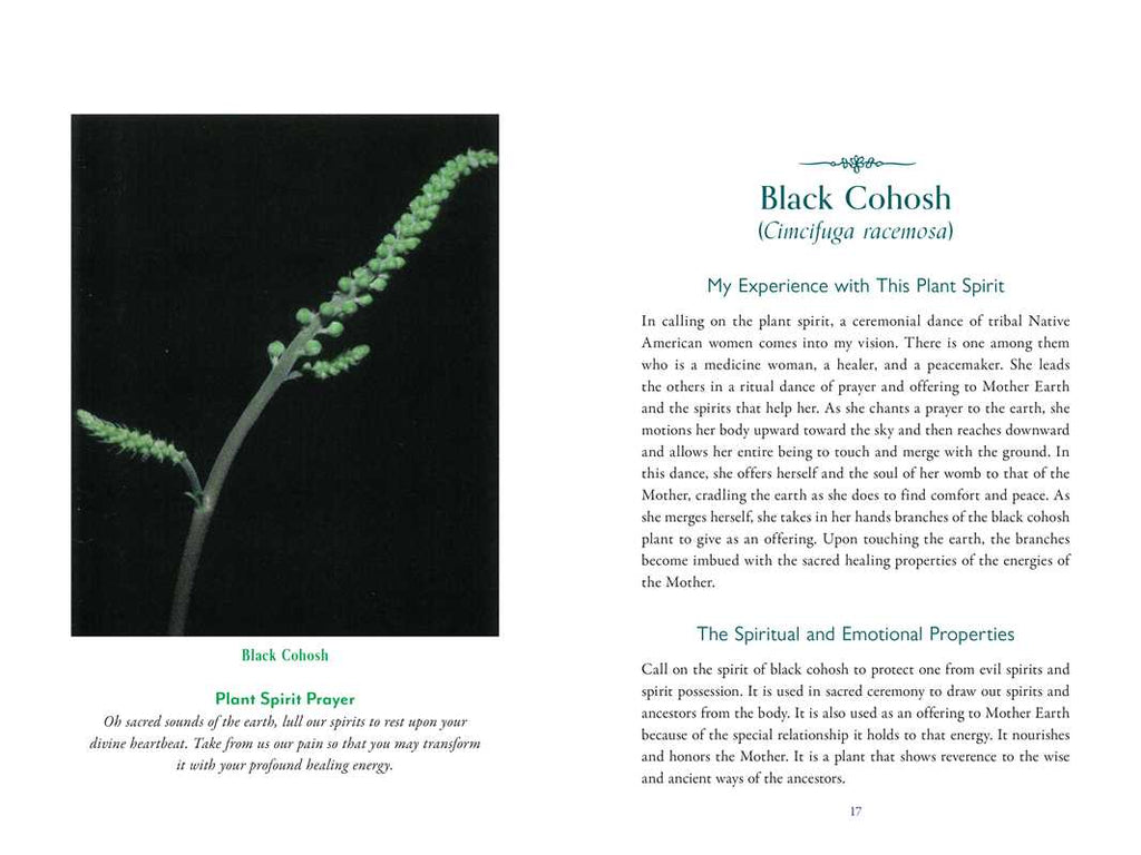 Divine Nature of Plants by Laura Aversano | Plant Spirit Medicine, Herbal Wisdom & Energetic Healing