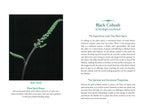 Divine Nature of Plants by Laura Aversano | Plant Spirit Medicine, Herbal Wisdom & Energetic Healing