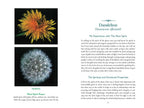 Divine Nature of Plants by Laura Aversano | Plant Spirit Medicine, Herbal Wisdom & Energetic Healing