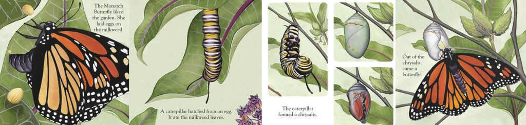 A Monarch Butterfly Story—An Inspiring Children’s Board Book About Monarch Butterflies, Nature & Conservation