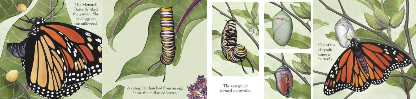 A Monarch Butterfly Story—An Inspiring Children’s Board Book About Monarch Butterflies, Nature & Conservation