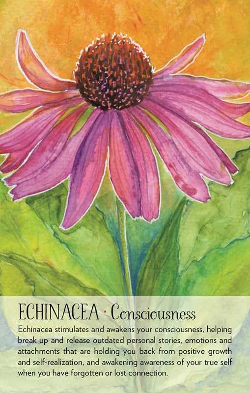 Artistic depiction of a pink flower with text about echinacea on a yellow and green background